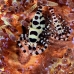 shrimp_coleman_bhr_tam_v_0396_bal6259.jpg